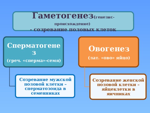 Гаметогенез ( генезис-происхождение)  - созревание половых клеток Сперматогенез Овогенез (греч. «сперма»-семя) (лат. «ово» яйцо) Созревание женской половой клетки – яйцеклетки в яичниках Созревание мужской половой клетки – сперматозоида в семенниках 