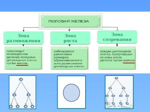 Зона созревания Зона размножения Зона роста 14 