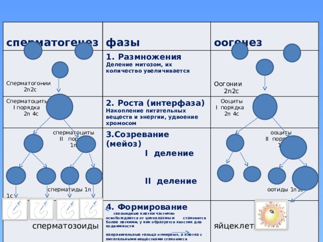  сперматогенез  фазы Размножения  оогенез Сперматоциты Деление митозом, их количество увеличивается 2. Роста (интерфаза)  сперматоциты  I порядка Сперматогонии  II порядка  Ооциты  2n 4c 3.Созревание (мейоз) Накопление питательных веществ и энергии, удвоение хромосом  2n2c  I деление  I порядка  1n2c 4. Формирование  ооциты Оогонии  сперматозоиды  II порядка   гаплоидные клетки частично освобождается от цитоплазмы и становятся более легкими, у них образуется хвостик для подвижности  2n 4c  2n2c    1n2c направительные тельца отмирают, а клетка с питательными веществами становится яйцеклеткой . яйцеклетка  II деление  сперматиды 1n 1с  оотиды 1n1c  