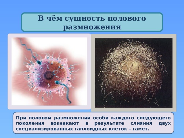 В чём сущность полового размножения При половом размножении особи каждого следующего поколения возникают в результате слияния двух специализированных гаплоидных клеток – гамет. 