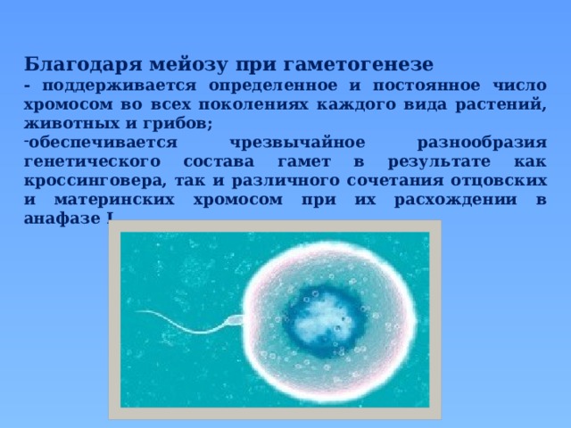 Благодаря мейозу при гаметогенезе - поддерживается определенное и постоянное число хромосом во всех поколениях каждого вида растений, животных и грибов; обеспечивается чрезвычайное разнообразия генетического состава гамет в результате как кроссинговера, так и различного сочетания отцовских и материнских хромосом при их расхождении в анафазе I.  