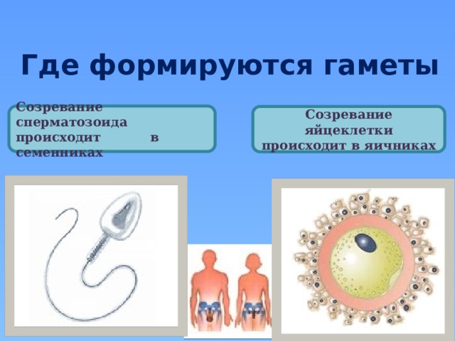Где формируются гаметы Созревание сперматозоида происходит в семенниках Созревание яйцеклетки происходит в яичниках 
