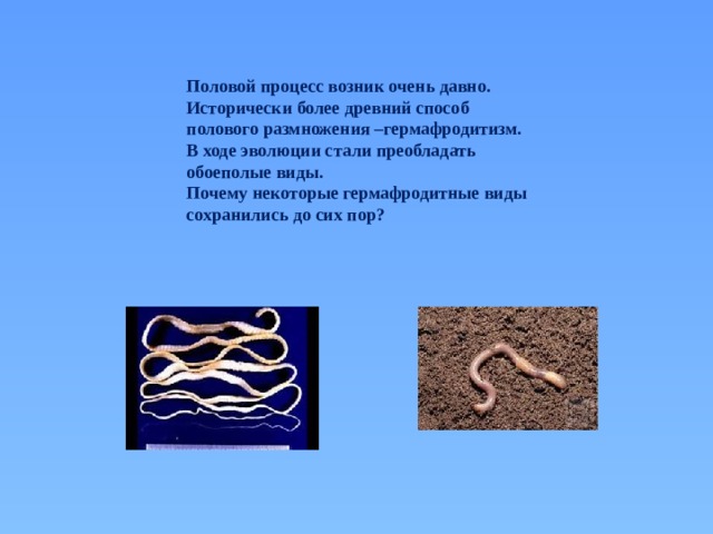 Половой процесс возник очень давно. Исторически более древний способ полового размножения –гермафродитизм. В ходе эволюции стали преобладать обоеполые виды. Почему некоторые гермафродитные виды сохранились до сих пор? 