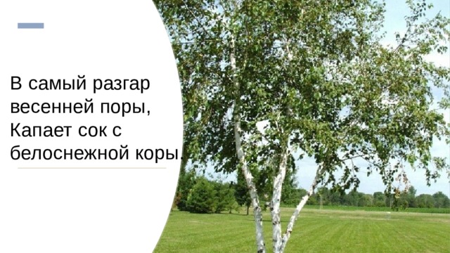 В самый разгар весенней поры,  Капает сок с белоснежной коры. 