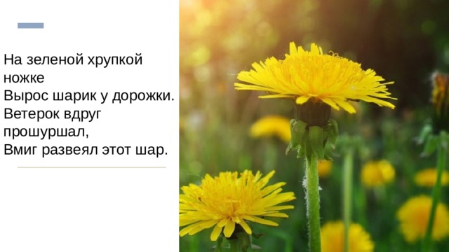 На зеленой хрупкой ножке  Вырос шарик у дорожки.  Ветерок вдруг прошуршал,  Вмиг развеял этот шар. 