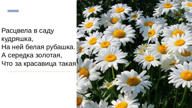 Расцвела в саду кудряшка,  На ней белая рубашка.  А середка золотая,  Что за красавица такая ? 