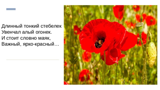 Длинный тонкий стебелек  Увенчал алый огонек.  И стоит словно маяк,  Важный, ярко-красный… 