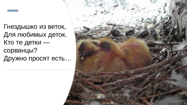 Гнездышко из веток,  Для любимых деток.  Кто те детки — сорванцы?  Дружно просят есть… 