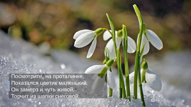 Посмотрите, на проталинке,  Показался цветик маленький.  Он замерз и чуть живой,  Торчит из шапки снеговой. 