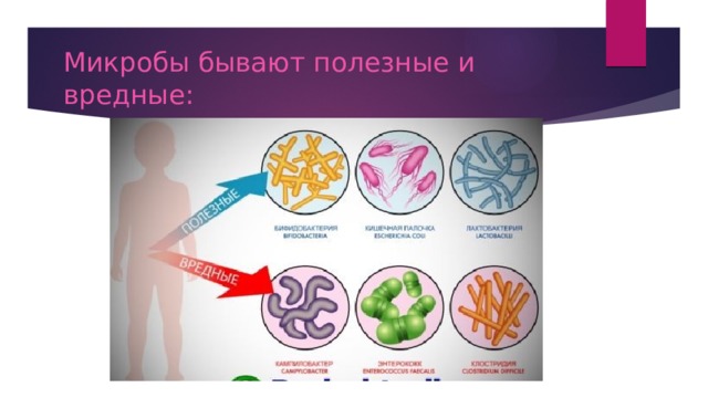Микробы бывают полезные и вредные: 