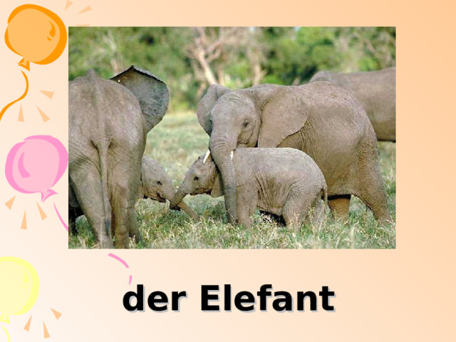 der Elefant 