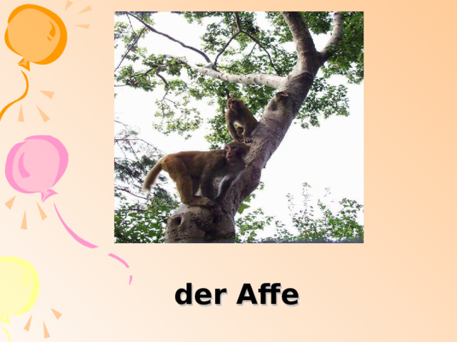 der Affe 