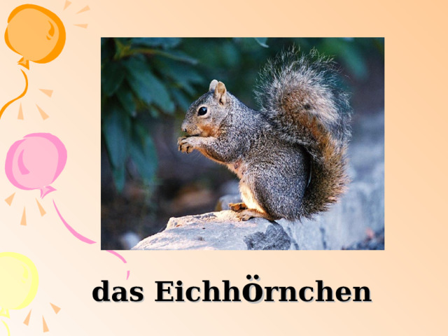 das Eichh ö rnchen 