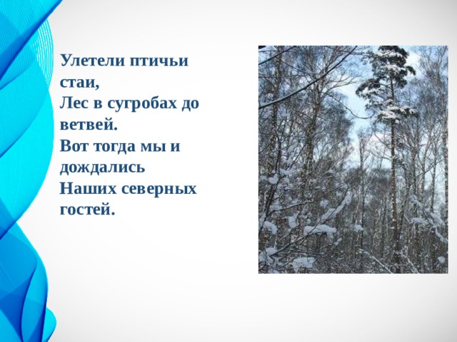 Улетели птичьи стаи, Лес в сугробах до ветвей. Вот тогда мы и дождались Наших северных гостей. 
