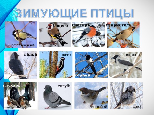 снегирь свиристель щегол синица галка дятел ворона сорока глухарь голубь сова воробей 