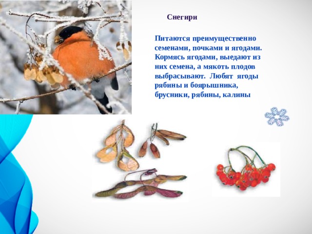Снегири Питаются преимущественно семенами, почками и ягодами. Кормясь ягодами, выедают из них семена, а мякоть плодов выбрасывают. Любят ягоды рябины и боярышника, брусники, рябины, калины 