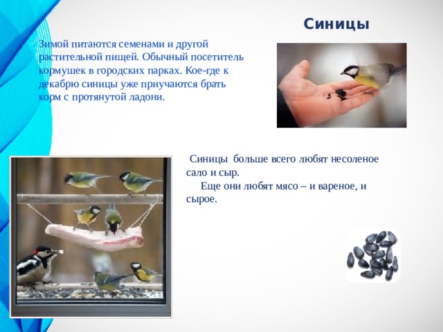 Синицы Зимой питаются семенами и другой растительной пищей. Обычный посетитель кормушек в городских парках. Кое-где к декабрю синицы уже приучаются брать корм с протянутой ладони.  Синицы больше всего любят несоленое сало и сыр.  Еще они любят мясо – и вареное, и сырое. 