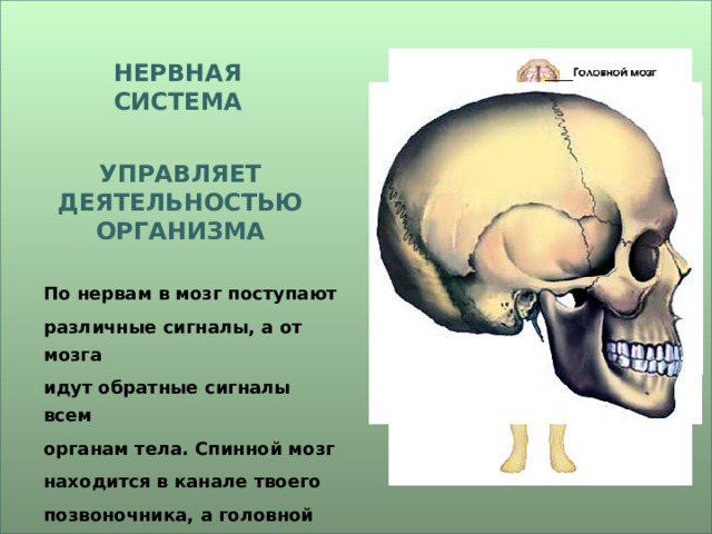НЕРВНАЯ СИСТЕМА УПРАВЛЯЕТ ДЕЯТЕЛЬНОСТЬЮ ОРГАНИЗМА По нервам в мозг поступают различные сигналы, а от мозга идут обратные сигналы всем органам тела. Спинной мозг находится в канале твоего позвоночника, а головной мозг надёжно укрыт в черепе. 