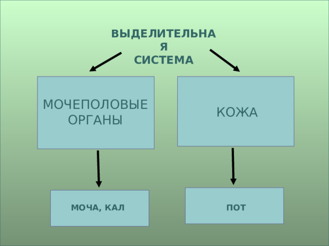 ВЫДЕЛИТЕЛЬНАЯ СИСТЕМА МОЧЕПОЛОВЫЕ ОРГАНЫ КОЖА МОЧА, КАЛ ПОТ 