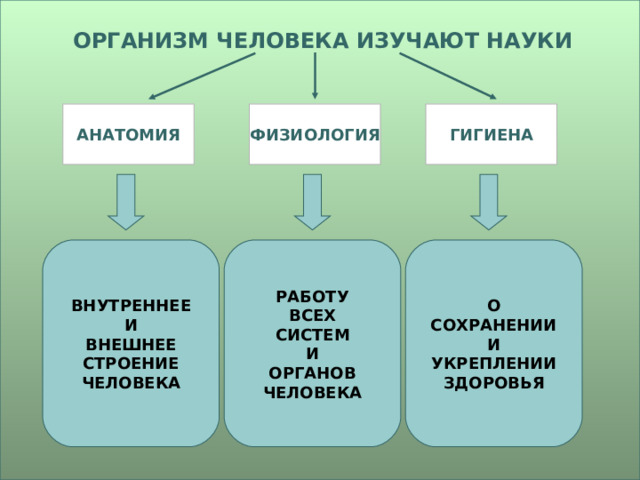 ОРГАНИЗМ ЧЕЛОВЕКА ИЗУЧАЮТ НАУКИ АНАТОМИЯ ФИЗИОЛОГИЯ ГИГИЕНА ВНУТРЕННЕЕ  И  ВНЕШНЕЕ  СТРОЕНИЕ  ЧЕЛОВЕКА РАБОТУ ВСЕХ СИСТЕМ И ОРГАНОВ ЧЕЛОВЕКА О  СОХРАНЕНИИ  И  УКРЕПЛЕНИИ  ЗДОРОВЬЯ 