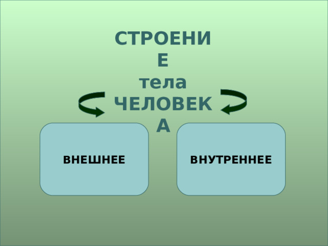 СТРОЕНИЕ тела ЧЕЛОВЕКА ВНЕШНЕЕ ВНУТРЕННЕЕ 