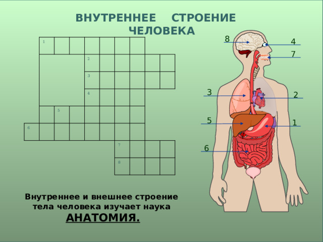 ВНУТРЕННЕЕ  СТРОЕНИЕ  ЧЕЛОВЕКА 8 4 1 6 2 5 3 4 7 8 7 3 2 5 1 6 Внутреннее и внешнее строение тела человека изучает наука АНАТОМИЯ. 