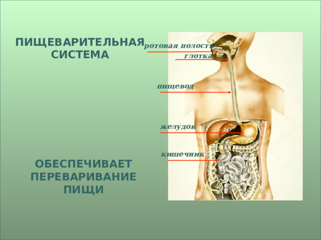 ПИЩЕВАРИТЕЛЬНАЯ СИСТЕМА ротовая полость глотка пищевод желудок кишечник ОБЕСПЕЧИВАЕТ ПЕРЕВАРИВАНИЕ ПИЩИ 