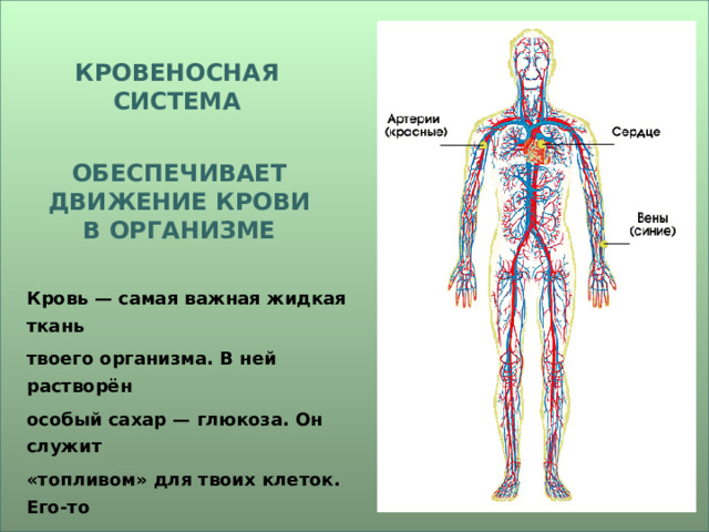 КРОВЕНОСНАЯ СИСТЕМА ОБЕСПЕЧИВАЕТ ДВИЖЕНИЕ КРОВИ В ОРГАНИЗМЕ Кровь — самая важная жидкая ткань твоего организма. В ней растворён особый сахар — глюкоза. Он служит «топливом» для твоих клеток. Его-то вместе с газом кислородом и разносит по всем закоулкам твоего тела кровь. 