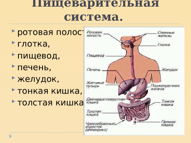 Пищеварительная система. ротовая полость, глотка, пищевод, печень, желудок, тонкая кишка, толстая кишка.  
