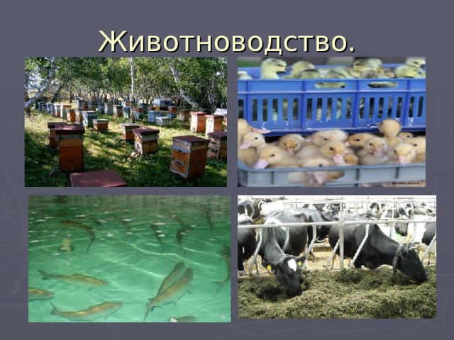 Животноводство. 