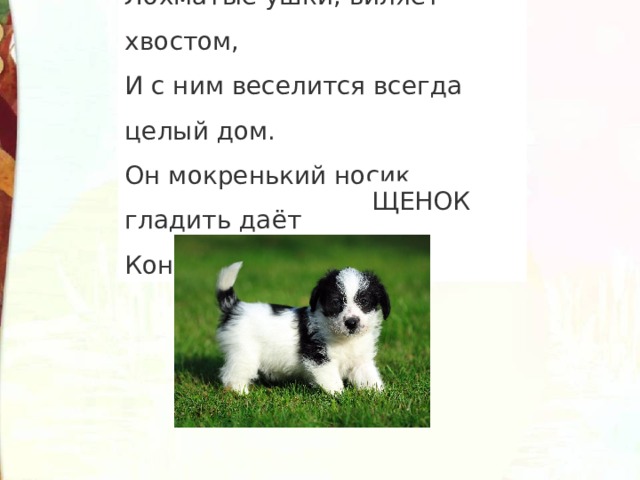 Лохматые ушки, виляет хвостом,  И с ним веселится всегда целый дом.  Он мокренький носик гладить даёт  Конечно же это, дети, ЩЕНОК 