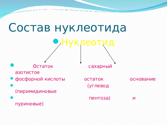 Состав нуклеотида Нуклеотид   о статок сахарный азотистое фосфорной кислоты остаток основание  (углевод (пиримидиновые  пентоза) и пуриновые) 
