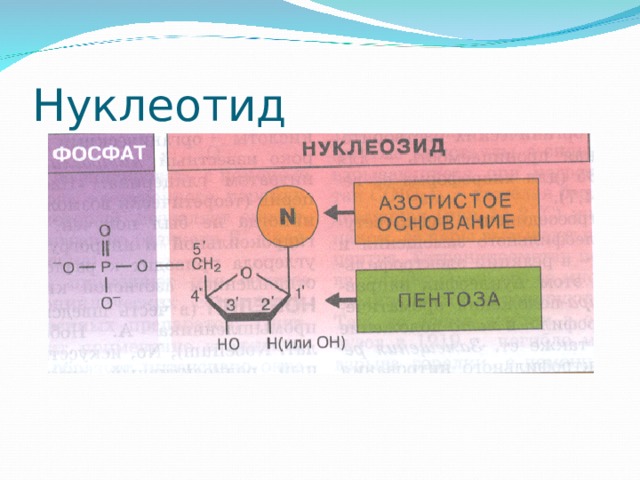 Нуклеотид 