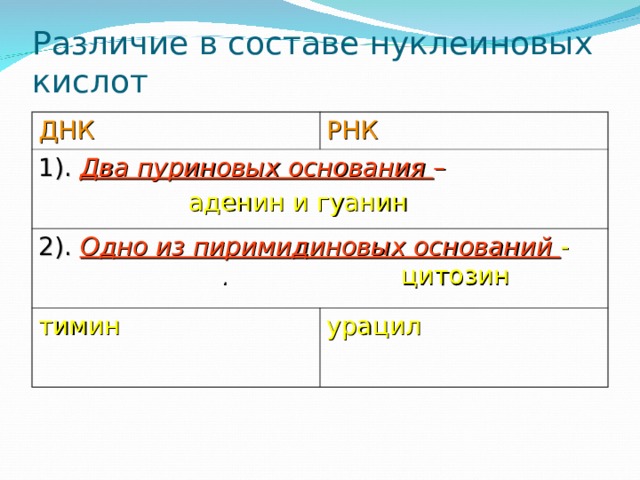 Различие в составе нуклеиновых кислот ДНК РНК 1). Два пуриновых основания –  аденин и гуанин 2). Одно из пиримидиновых оснований - . цитозин тимин урацил 
