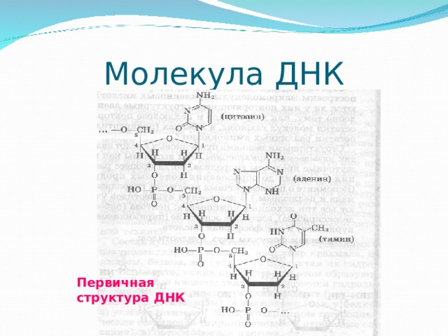 Молекула ДНК Первичная структура ДНК 