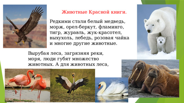 Животные Красной книги. Редкими стали белый медведь, морж, орел-беркут, фламинго, тигр, журавль, жук-красотел, выхухоль, лебедь, розовая чайка и многие другие животные. Вырубая леса, загрязняя реки, моря, люди губят множество животных. А для животных леса, реки, озера — это дом.  