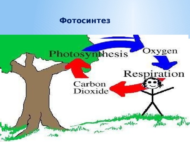    Фотосинтез    