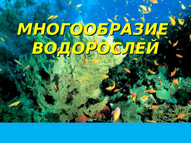 МНОГООБРАЗИЕ ВОДОРОСЛЕЙ 