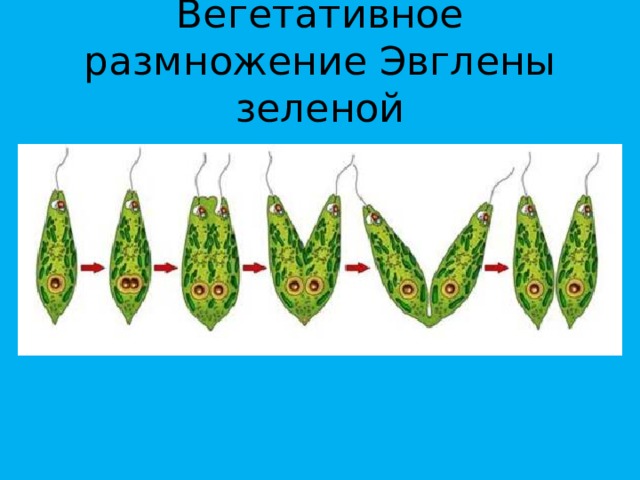 Вегетативное размножение Эвглены зеленой 