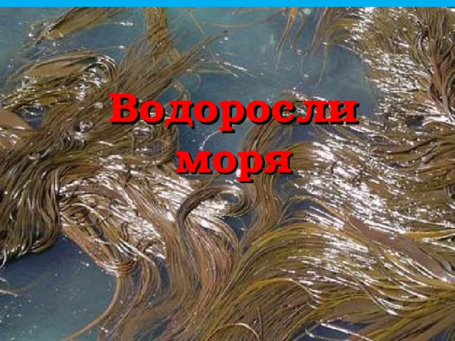 Водоросли моря 