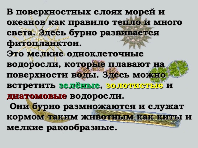 В поверхностных слоях морей и океанов как правило тепло и много света. Здесь бурно развивается фитопланктон. Это мелкие одноклеточные водоросли, которые плавают на поверхности воды. Здесь можно встретить зелёные , золотистые и диатомовые водоросли.  Они бурно размножаются и служат кормом таким животным как киты и мелкие ракообразные. 