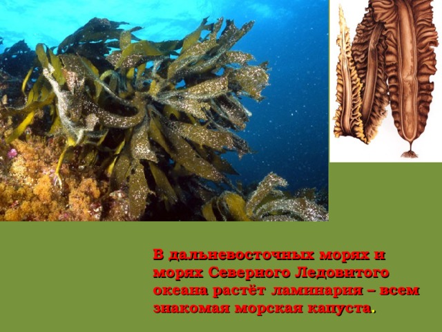 В дальневосточных морях и морях Северного Ледовитого океана растёт ламинария – всем знакомая морская капуста . 