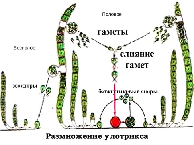 Половое Бесполое Размножение улотрикса  
