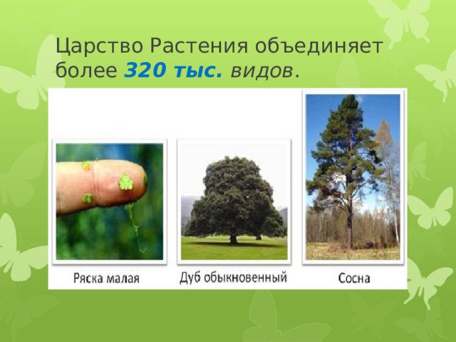 Царство Растения объединяет более  320 тыс. видов . 