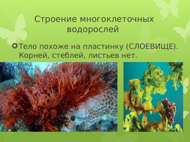 Строение многоклеточных водорослей Тело похоже на пластинку (СЛОЕВИЩЕ). Корней, стеблей, листьев нет. 