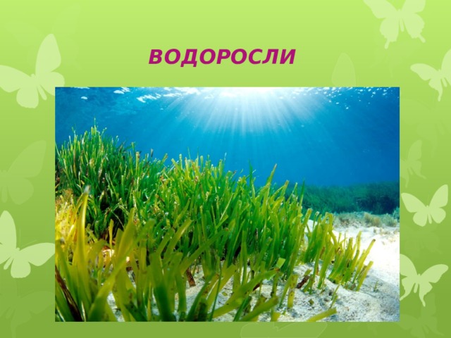 ВОДОРОСЛИ  