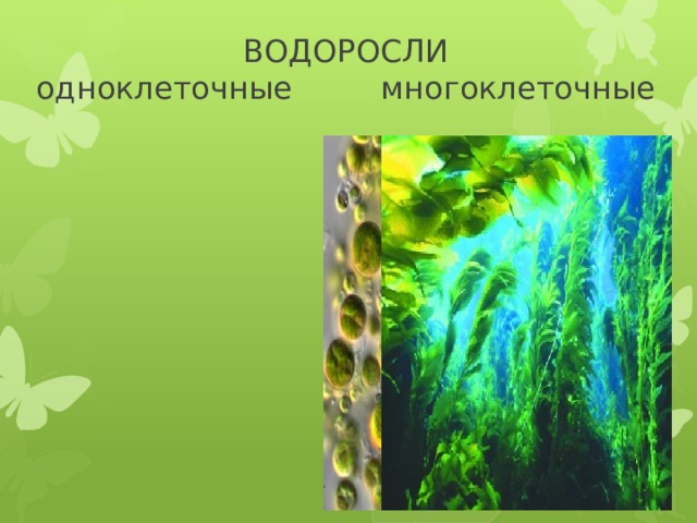ВОДОРОСЛИ  одноклеточные многоклеточные 