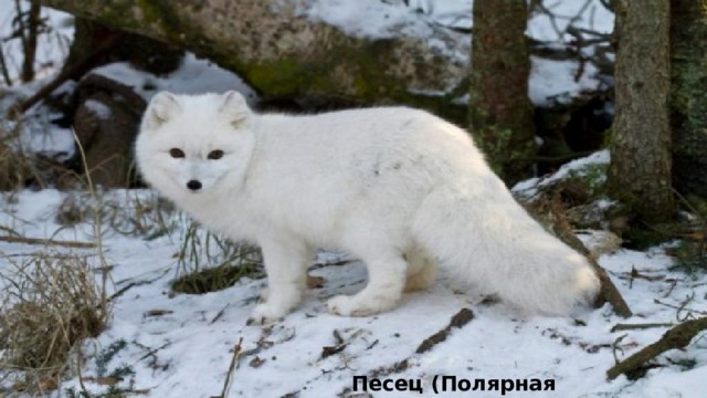 Песец (Полярная лисица) 