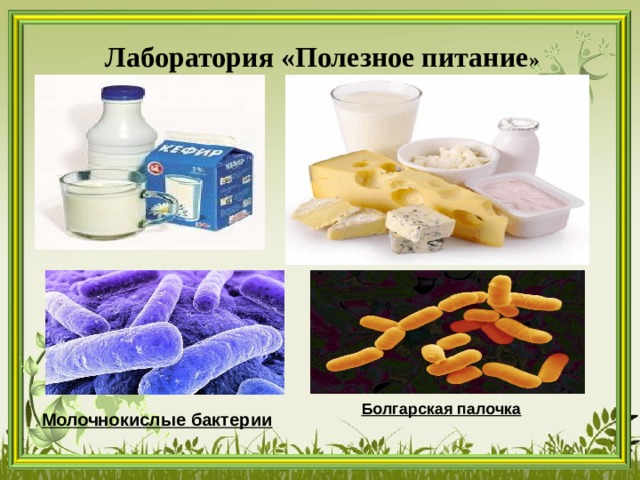 Лаборатория «Полезное питание » Болгарская палочка Молочнокислые бактерии 