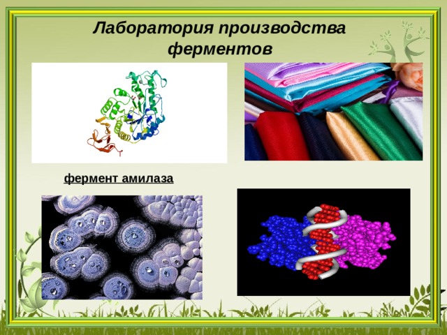 Лаборатория производства ферментов фермент амилаза 